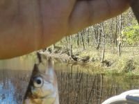 Fly fishing picture