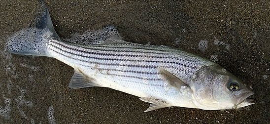 A nice striper that hit in the trough and took line out to the second bar.