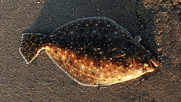 Again summer flounder are in the wash and hungry. Had a big broad tail slap my fly as it started to come out of the water. Hooked up big time but the tug of war went to my adversary. 