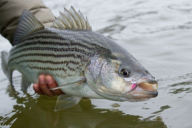The Secret Life of Stripers - On The Water