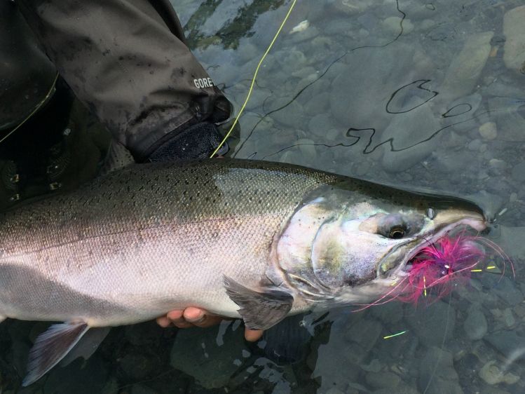  A beautiful Coho Salmon on the fly!