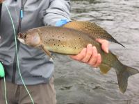 Fly fishing picture