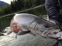 Squamish Bull trout