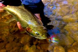Lake Erie and Lake Ontario Tributaries with Fish Lake Run Outfitters