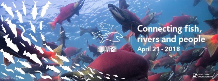 Help connect fish, rivers and people! #worldfishmigrationday