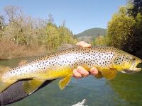 Cowichan river brown on the fly