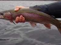 healthy rainbow trout from a local lake 