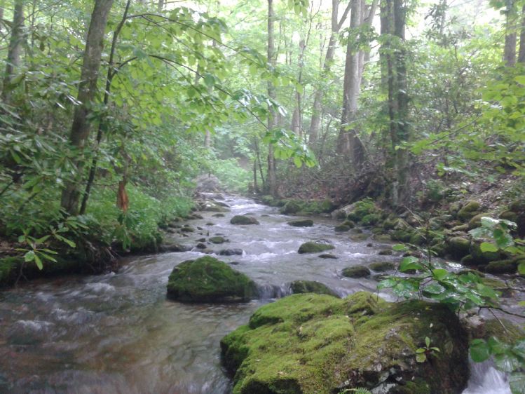 Had a chance to fish some small,  mountain creeks in TN, recently.  No big catches,  but such great locations!