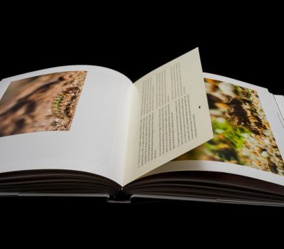 Wild Trout: A Book by Photographer Isaías Miciu and Biologist