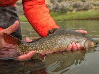 Fly fishing picture