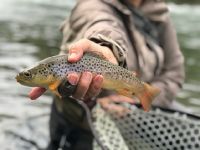 Pa Stream bred BrownTrout