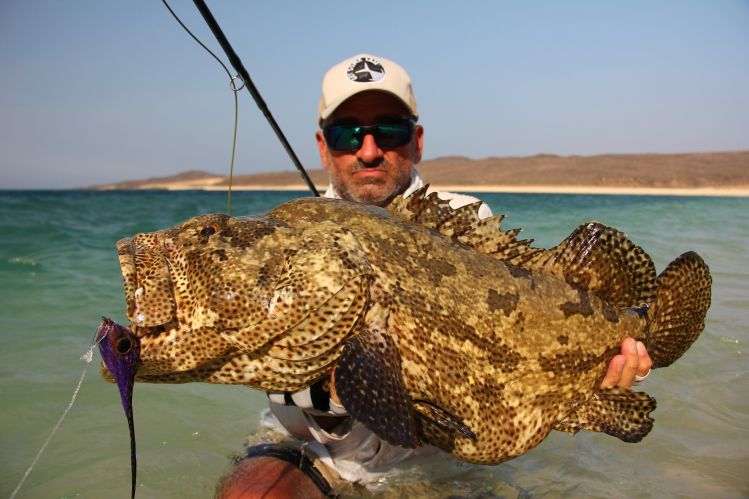 Grouper from Djibouti
