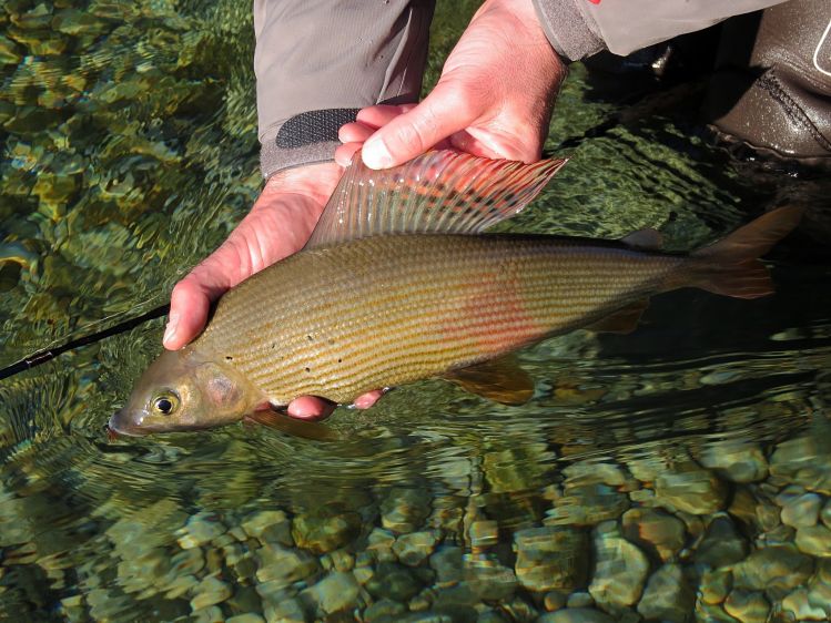 Grayling - Sava Bohinjka river