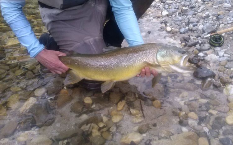 A massive marble trout on a nymph