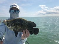 Tripletail fishing in the Everglades 