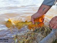 Foto de pesca con mosca