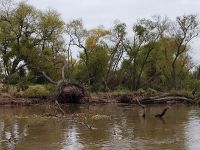 Fly fishing picture