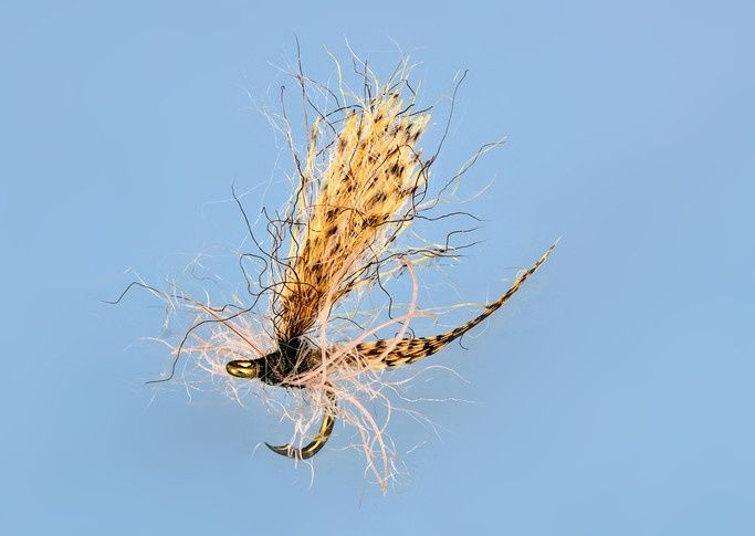 Right Hackle mayfly dryfly (like an under-mounted bow tie)
tr