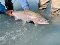 rainbow trout