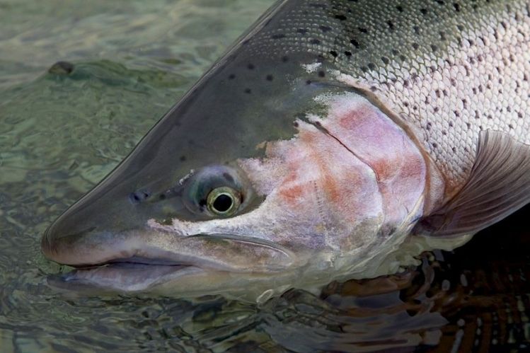 Donde Encontrar TRUCHAS EN LAGOS y Como Pescar,🏆(Pesca en Lagos