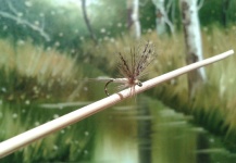 POTAMANTHUS LUTEUS, " LA FLOR DEL RÍO " 