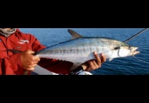 Broad barred mackerel