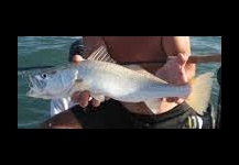King weakfish
